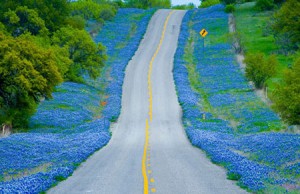 Bluebonnets along Texas Highway